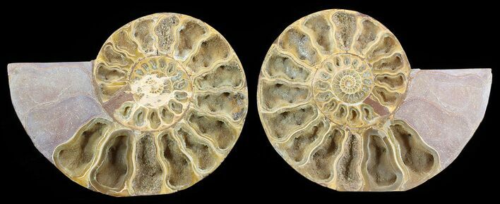 Cut & Polished, Jurassic Ammonite Fossil - Madagascar #51253
